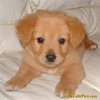 cute-golden-retriever-puppy