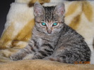 kitty