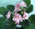 Aca's Pink Delight