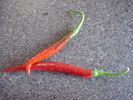 Tokyo Hot Peppers (2009, August 18)