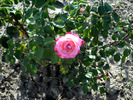 Picture 383