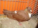 02456 cauchois 1