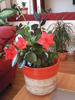 dipladenia