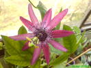 Passiflora Pura Vida