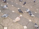P9040089