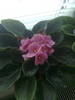ROZ DESCHIS 2