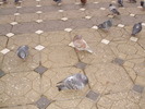 P9040133