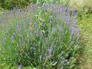 lavanda