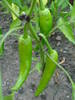 Szegedi 80 Peppers (2009, July 10)