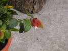 IMGA0558