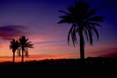 Palm Trees at Dusk 2