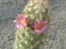 Mammillaria microhelia - Februarie 2008