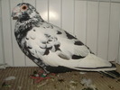 carunculat 2