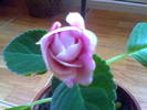 gloxinia boboc