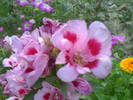 AZALEE