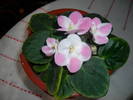 Violete de Parma roz cu alb