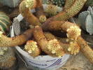 Mammilaria elongata