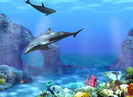 dolphin_418x306[1]