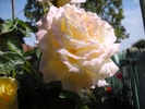 Picture 008