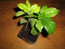 Arborele de cafea