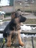 catei ciobanesc german