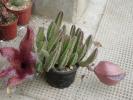 Stapelia flavirostris