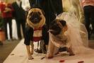 funny_dogs_marriage_01