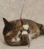 t_catsintphoto_008