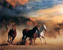la galop