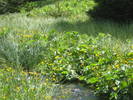 VALEA LATORITEI 14.06.2009, 173