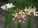 DSCI0821