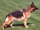 Krama