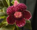 Kohleria Kapo