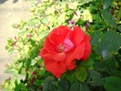 Picture 021
