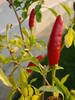 Red Chili Pepper (2009, August 04)