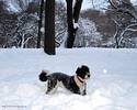 snow_dog 22