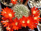 Rebutia fiebrigii