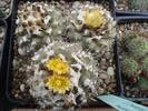 Copiapoa humilis