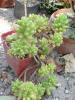Sedum rubrotinctum
