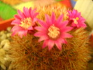 mammillaria spinosisima ,,  red