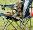 Puiut de tigru pe scaun