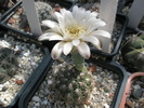 Gymnocalycium calochlorum - 26.08