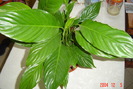 spathiphyllum