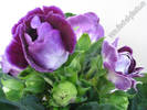 Gloxinia mov involt 4