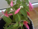 Picture 018