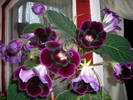 Gloxinia mov inchis