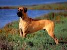 Great Dane Wallpapers_ Dog Pics_ Dog Wallpapers