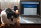 pisica terorista care intai himnotizeaza computerul