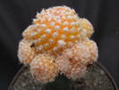 Neoporteria (Neochilenia) maleolata