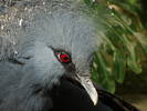 Victoria_crowned_pigeon_6